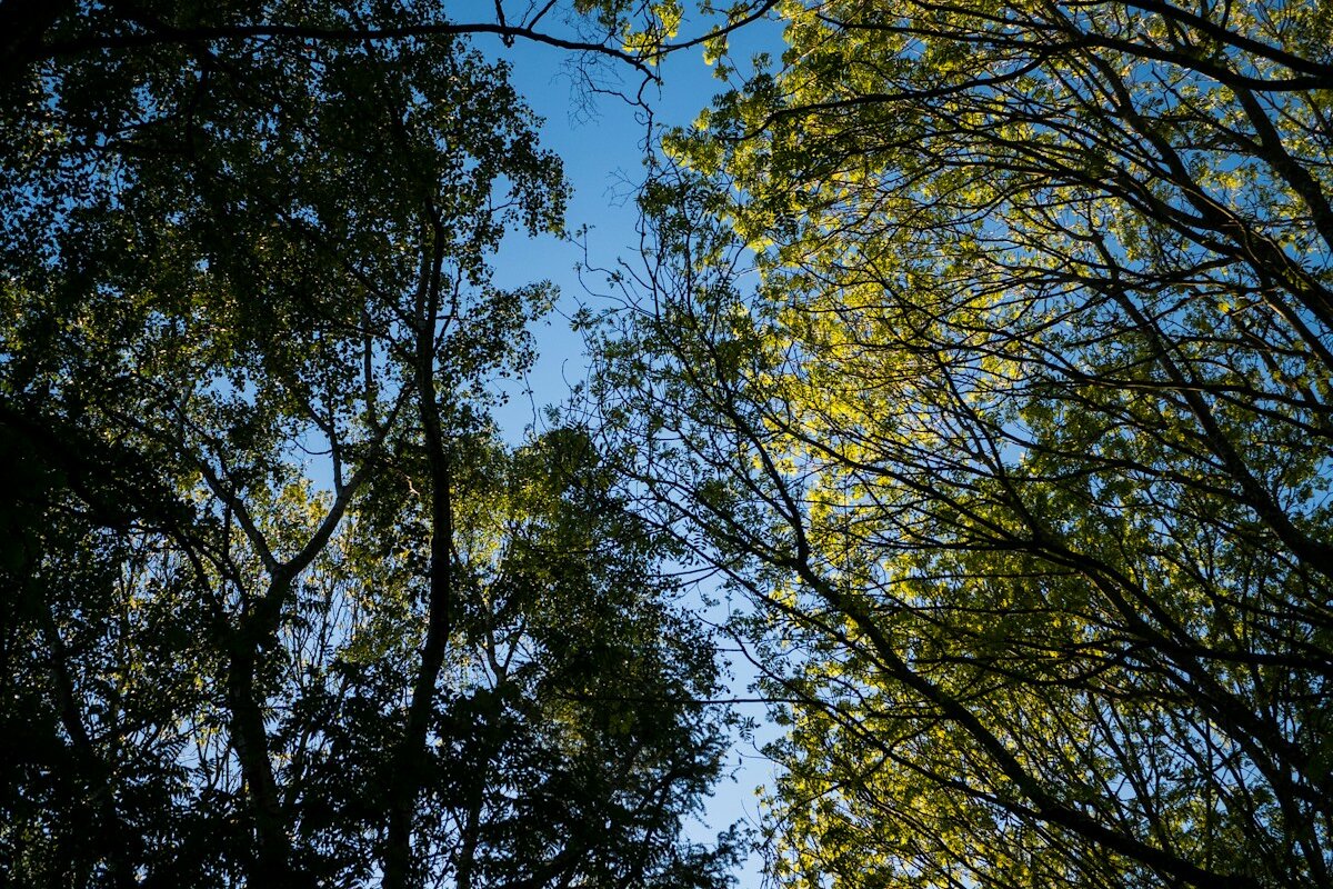 Bright spring sunlight through birch trees